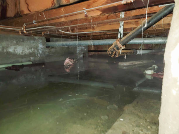 Best Mold removal after water damage  in Kingston, NJ